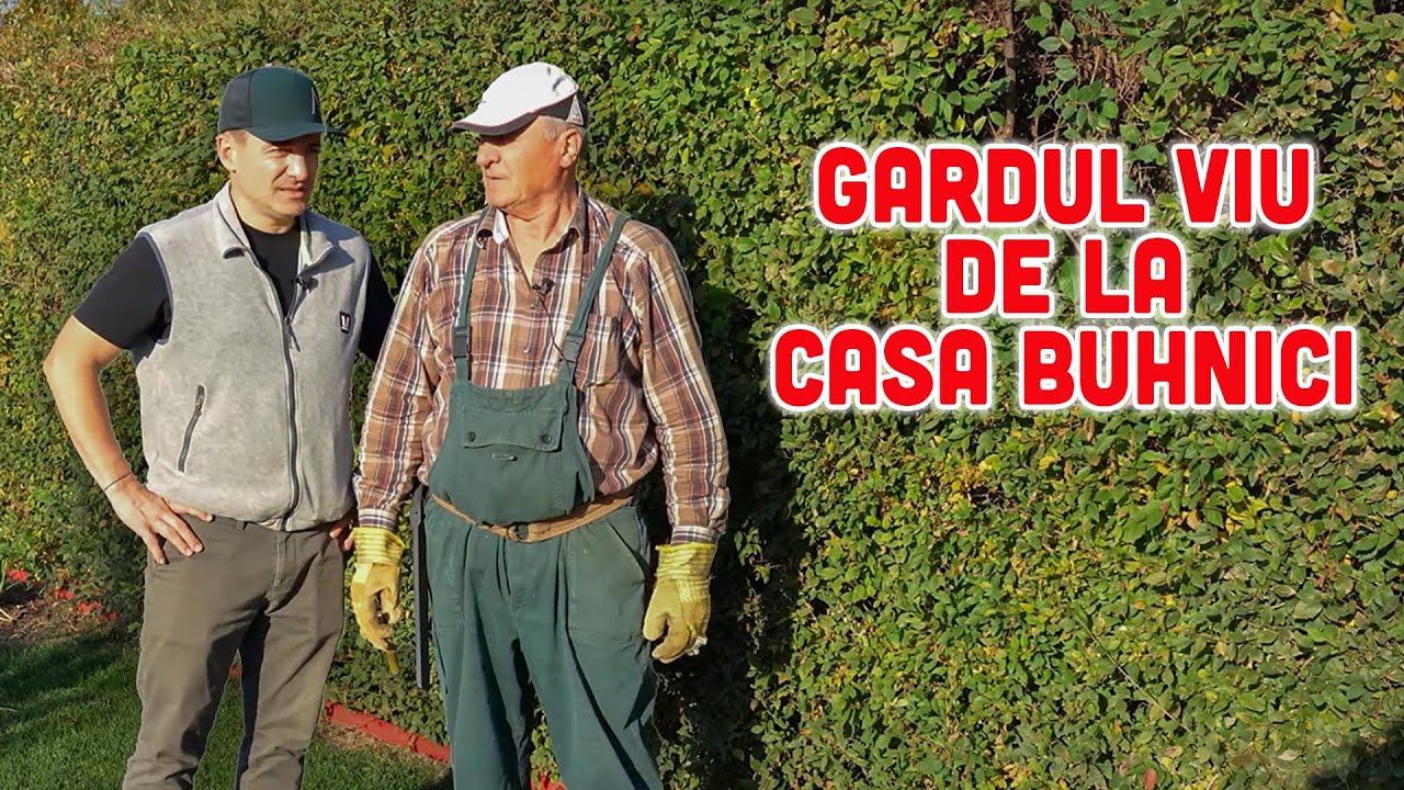 Gardul viu de la #casabuhnici după 7 ani