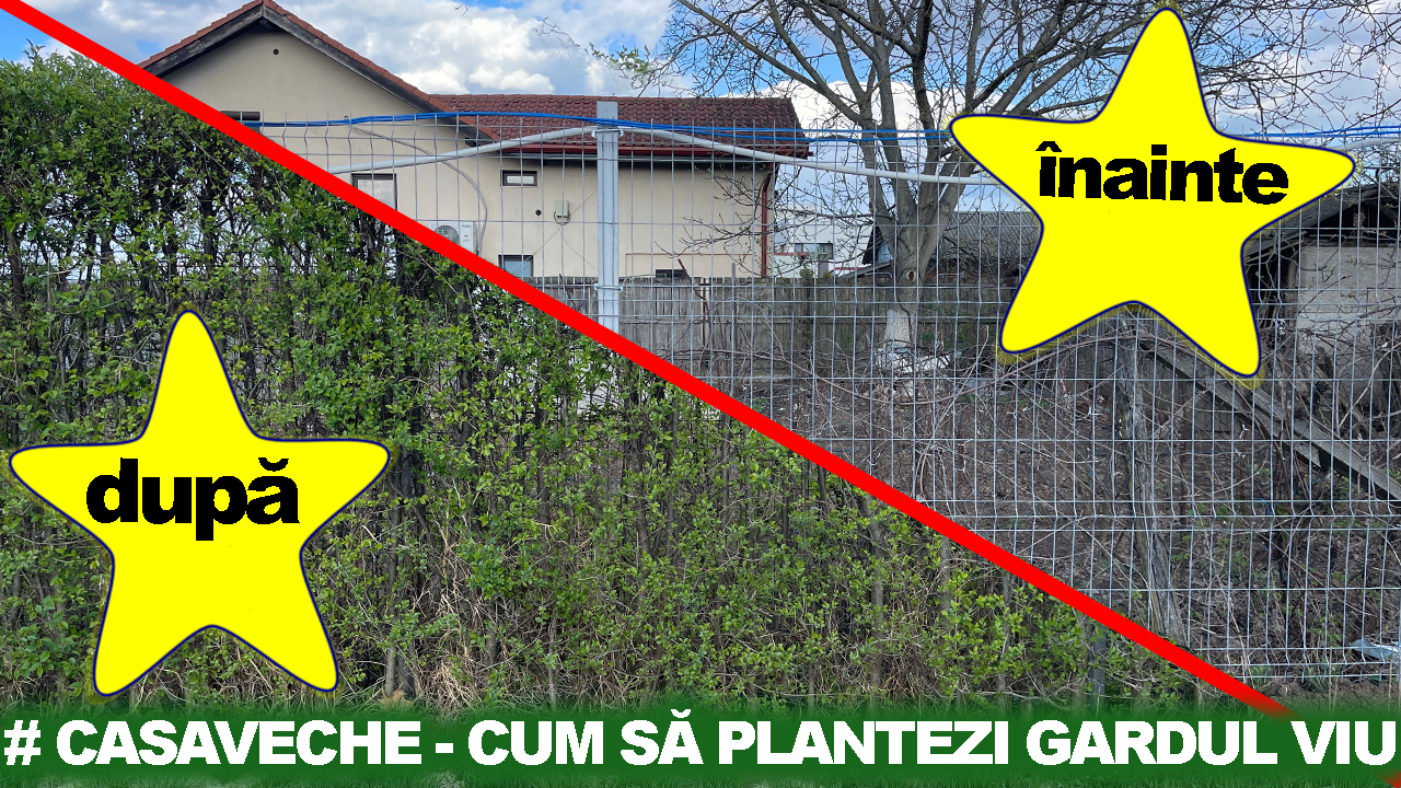 #casaveche ep.9 - Cum sã plantezi gardul viu